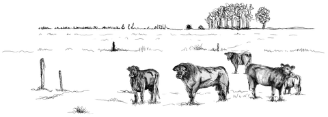 Weide met koeien